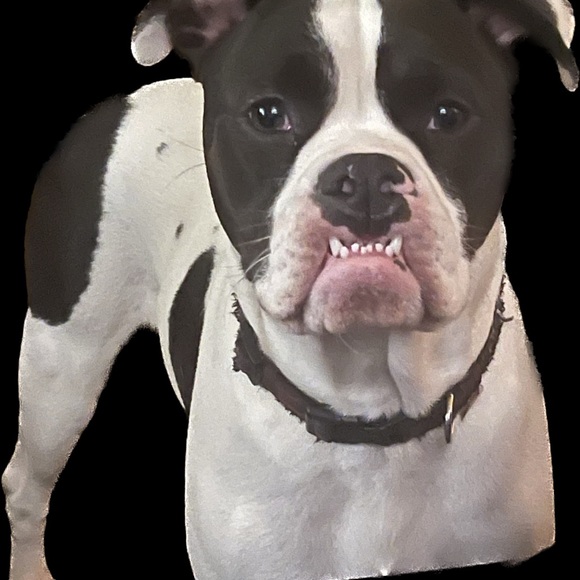 Live show listing - Picture 3 of 8